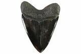 Black, Fossil Megalodon Tooth - Serrated Blade #82723-2